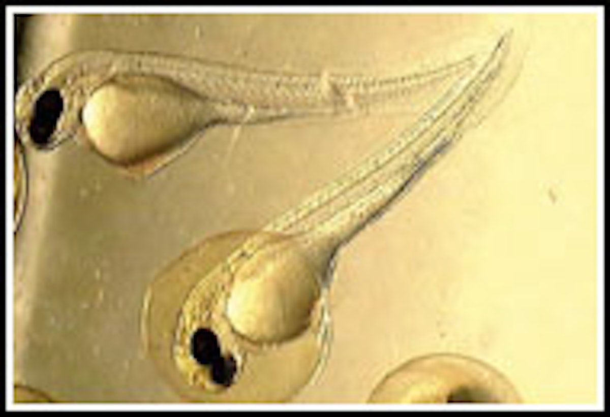 HOW CARP GROW IN FISH FARMS Angling Times